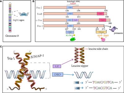 Frontiers | The Fra-1: Novel role in regulating extensive immune cell ...